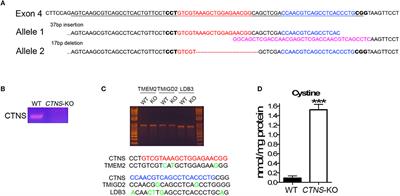 Chaperone-Mediated Autophagy Upregulation Rescues Megalin Expression and Localization in Cystinotic Proximal Tubule Cells